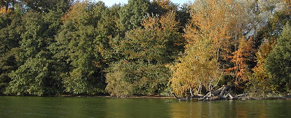 Blick auf die Ostseite der Insel Lieps im Schweriner See