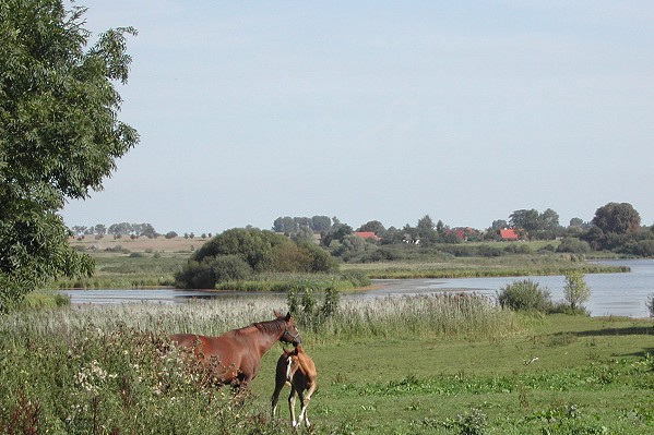 Dambecker See