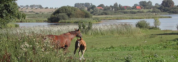 Blick auf die Dambecker Seen