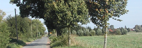 Zufahrt nach Dambeck von Drispeth aus